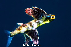 This 3 cm baby flying fish was caught just away from a sm... by Marc Damant 